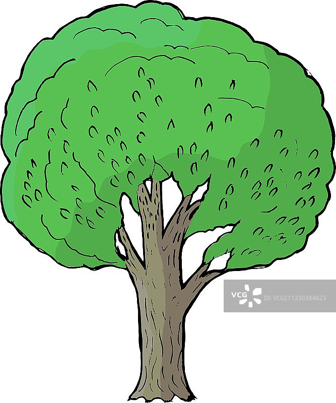 白杨树图片素材