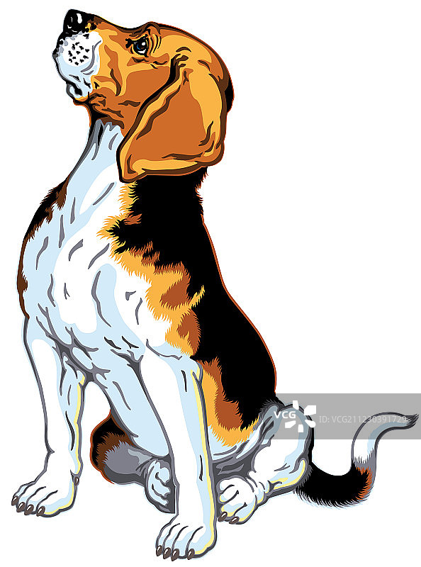 坐着的比格犬图片素材