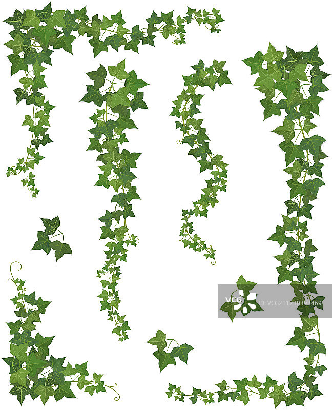 悬挂的常春藤枝图片素材