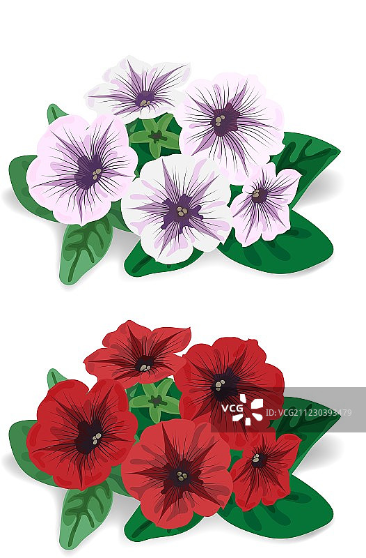 白色和红色矮牵牛花丛图片素材