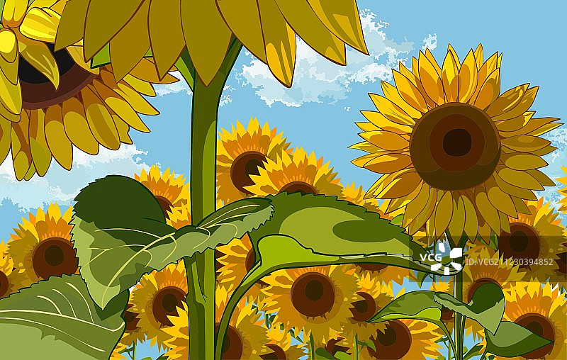 向日葵花田图片素材