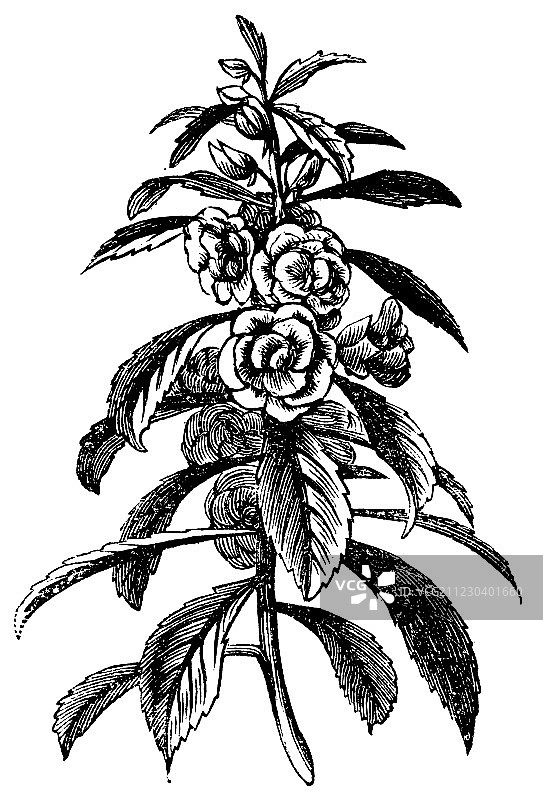 凤仙花复古雕刻图片素材