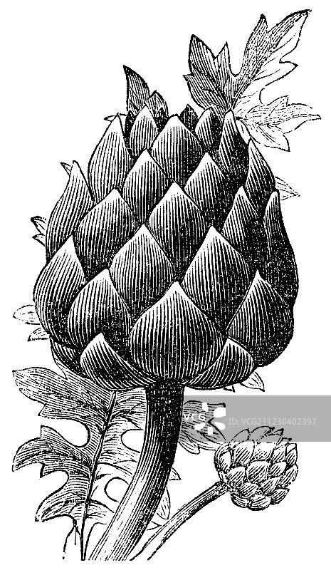 朝鲜蓟古版画图片素材