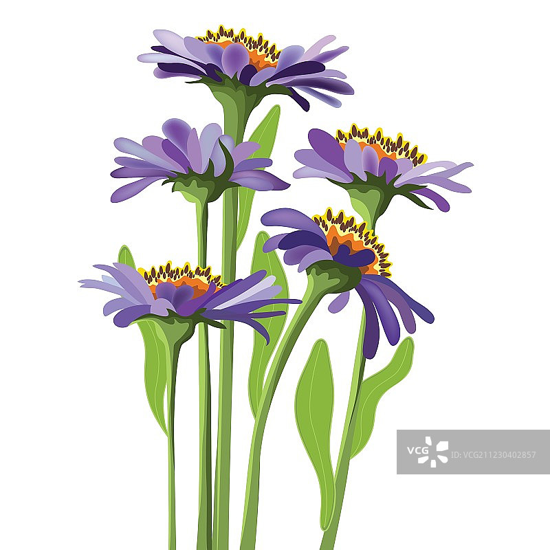 紫色紫苑花卉设计图片素材