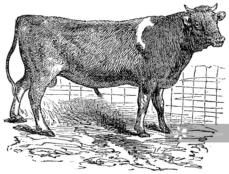 奥尔德尼岛牛群复古雕刻图片素材