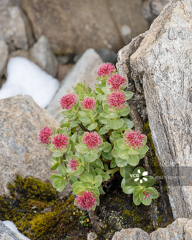 红景天，药用植物，传统中药材图片素材
