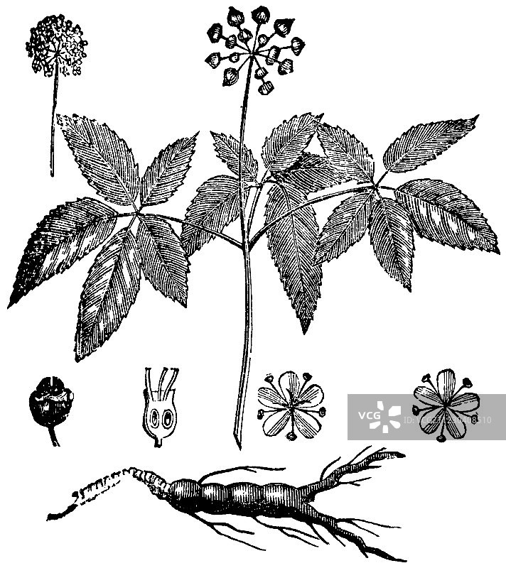西洋参复古雕刻图片素材