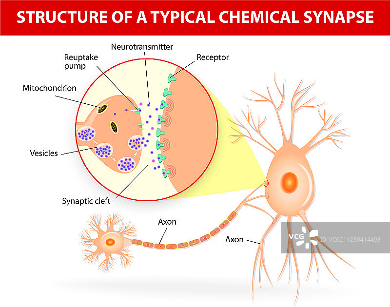 典型化学突触神经递质结构图片素材