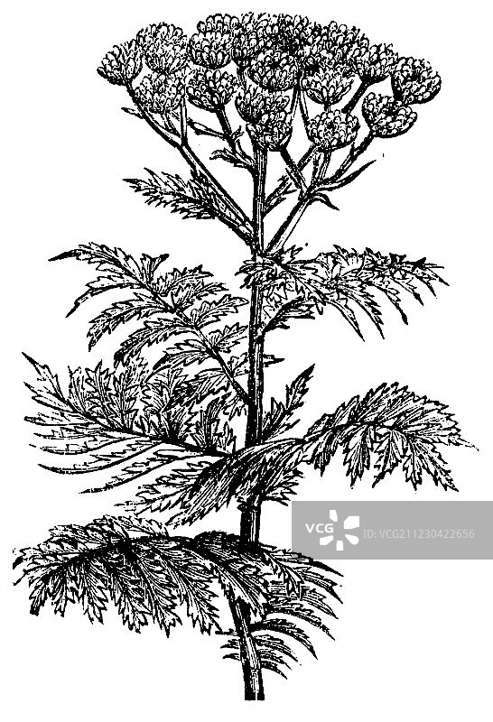 艾菊复古版画图片素材