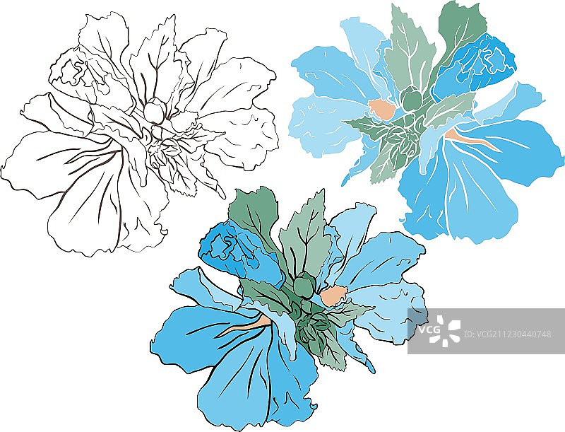 蓝色锦葵颜色和模具版本图片素材