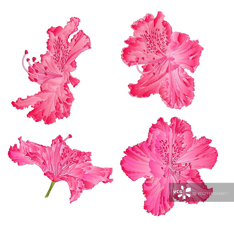 粉色杜鹃花山地灌木图片素材