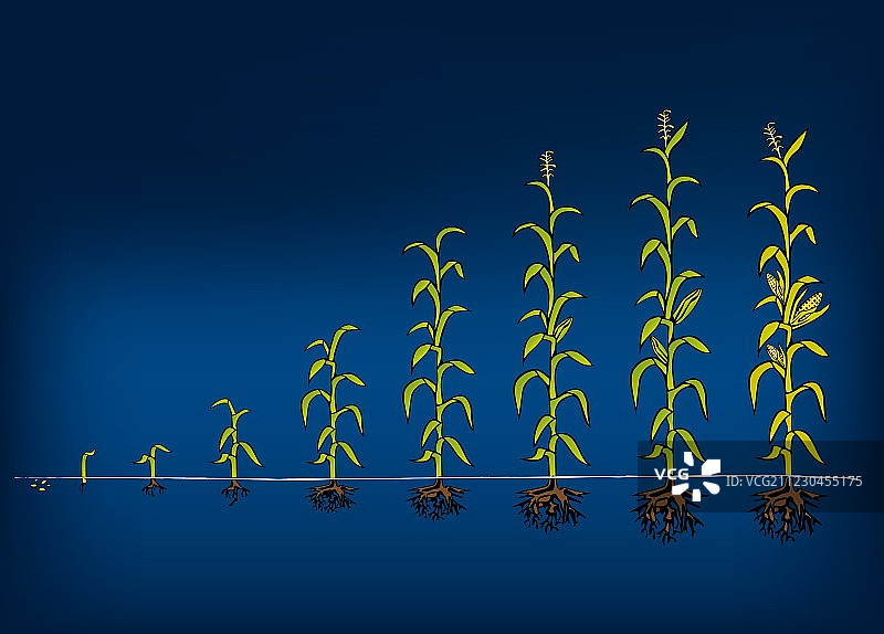 玉米生长发育阶段图图片素材