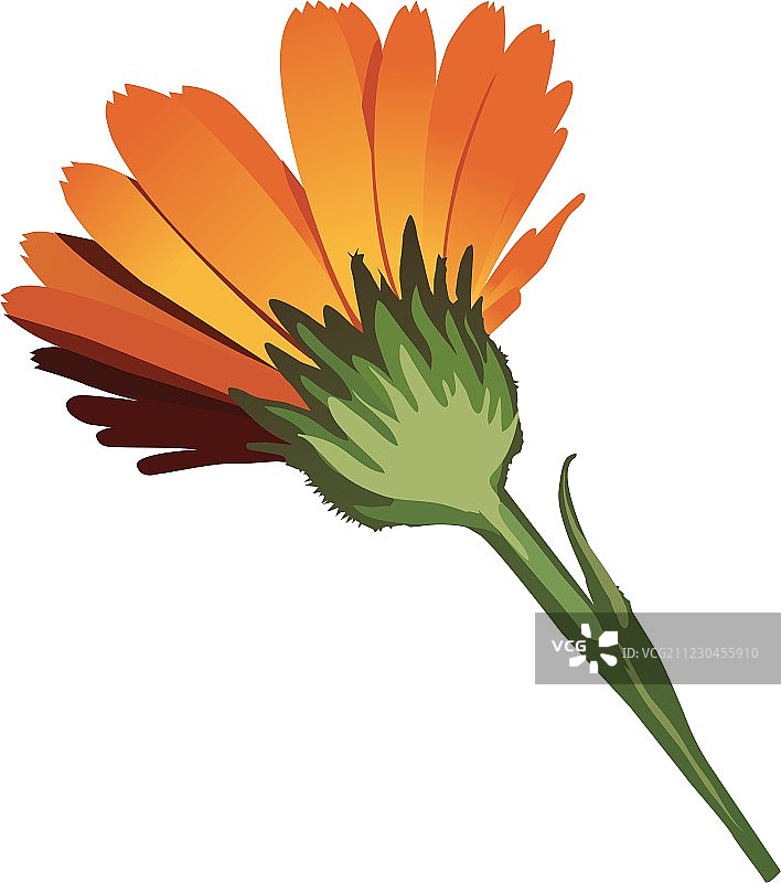 金盏花图片素材