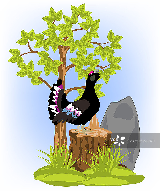 麻地上的黑雷鸟图片素材