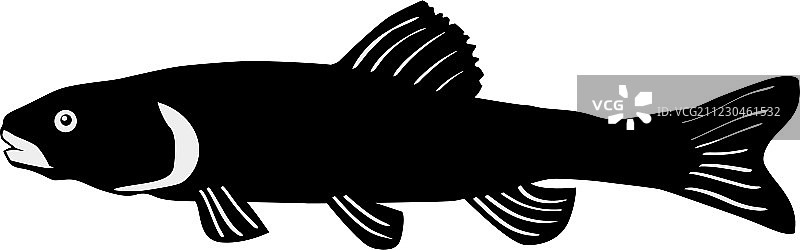 鮊鱼剪影图片素材