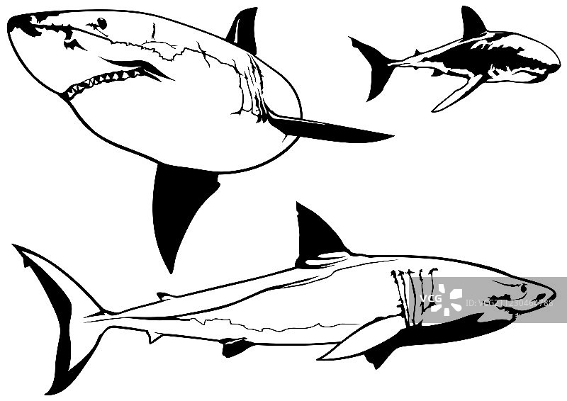 大白鲨合集图片素材