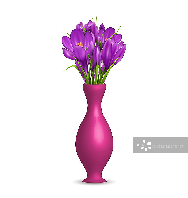 白色背景花瓶里的番红花图片素材