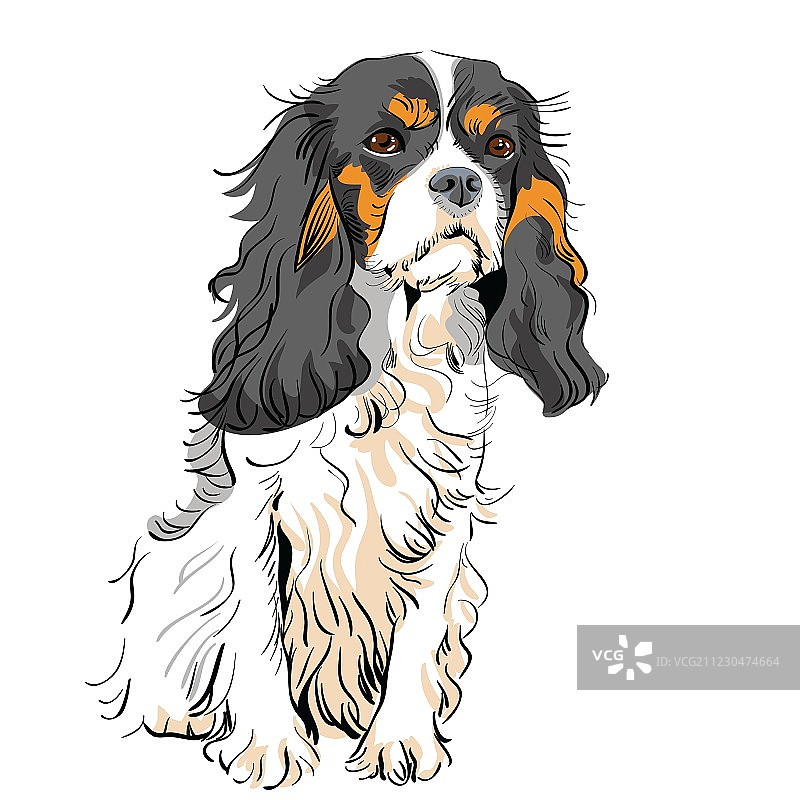 查理士王小猎犬图片素材