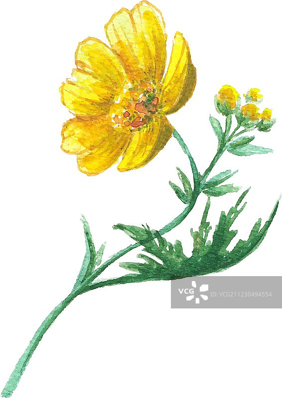 黄色花毛茛花图片素材