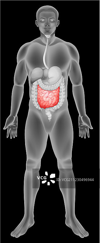 小肠解剖结构图片素材