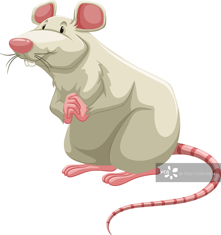 白色老鼠图片素材