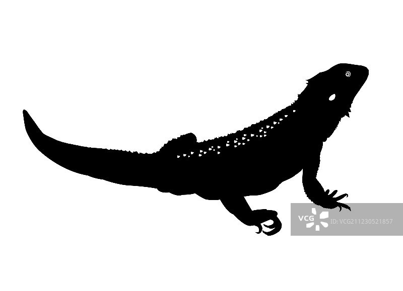 松狮蜥图片素材