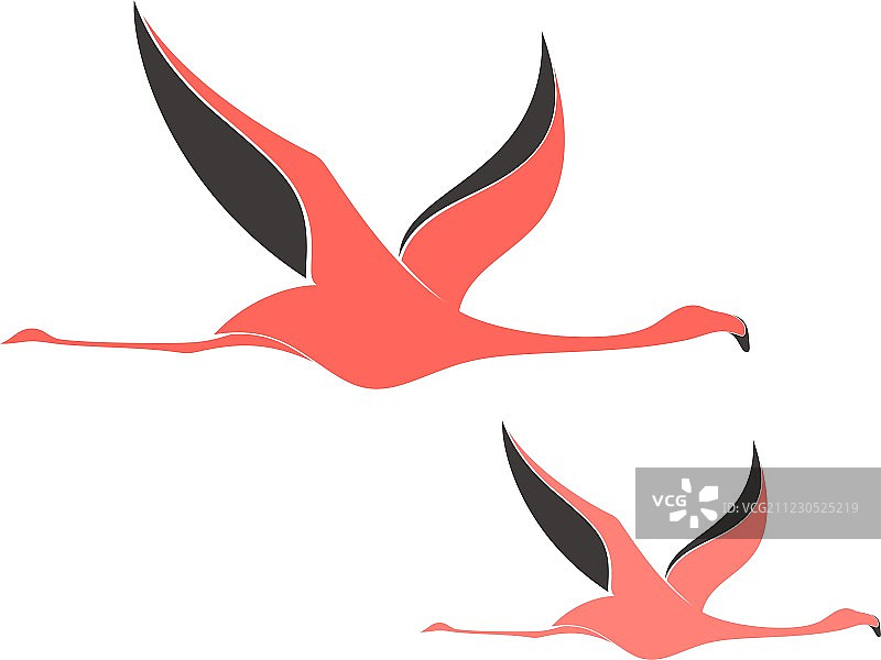 火烈鸟图片素材