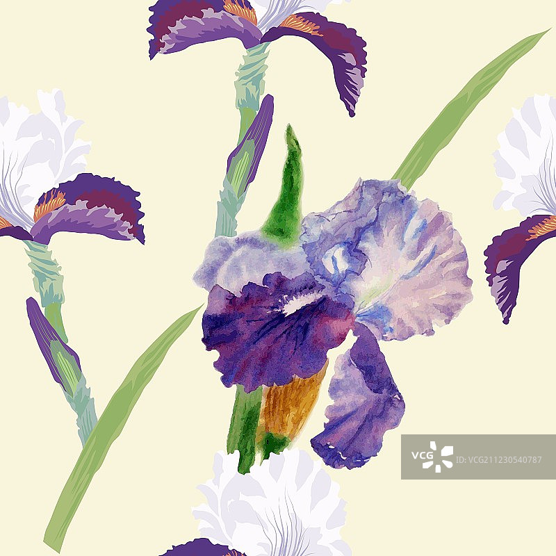 水彩鸢尾花无缝图案图片素材