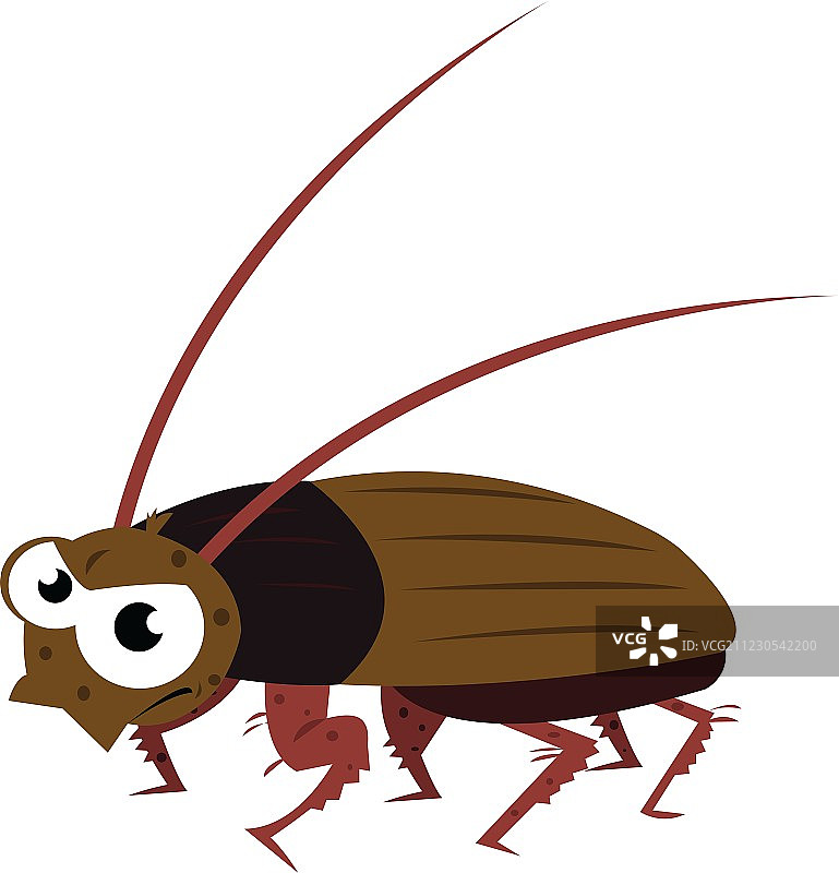 有趣的蟑螂行走图片素材