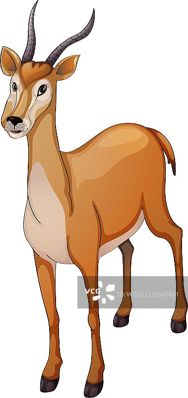 羚羊图片素材
