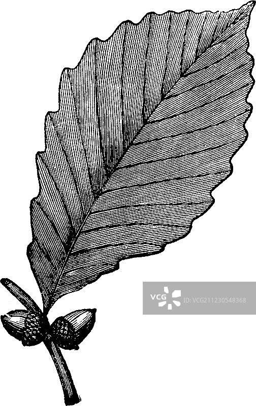 栗树橡木复古雕刻图片素材