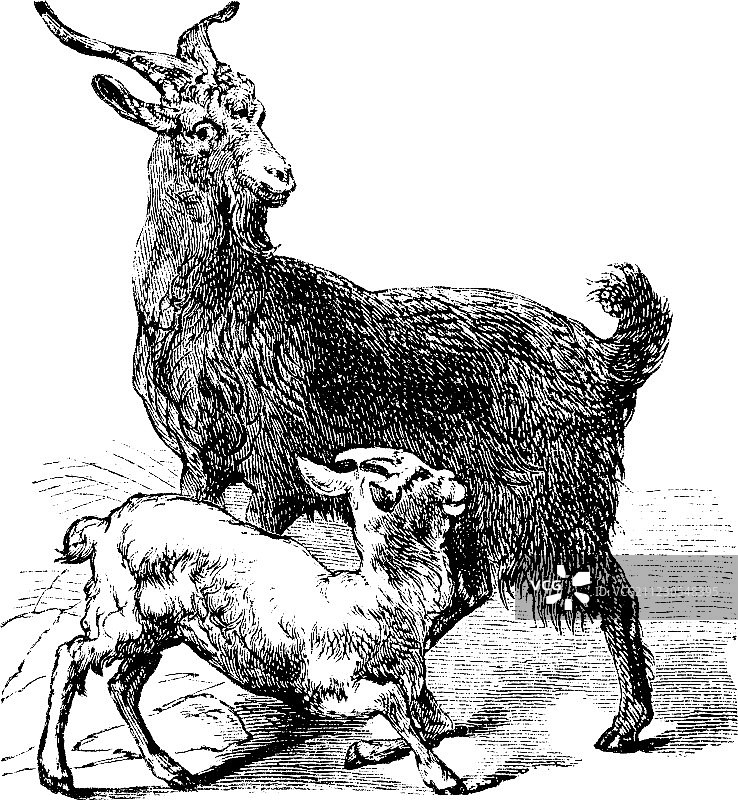家山羊复古雕刻图片素材