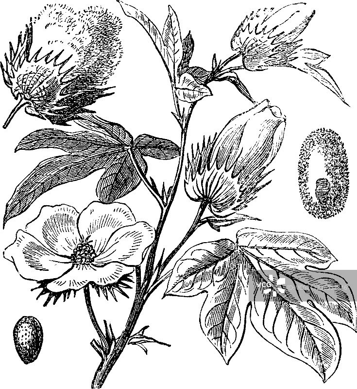 皮马棉复古雕刻图片素材