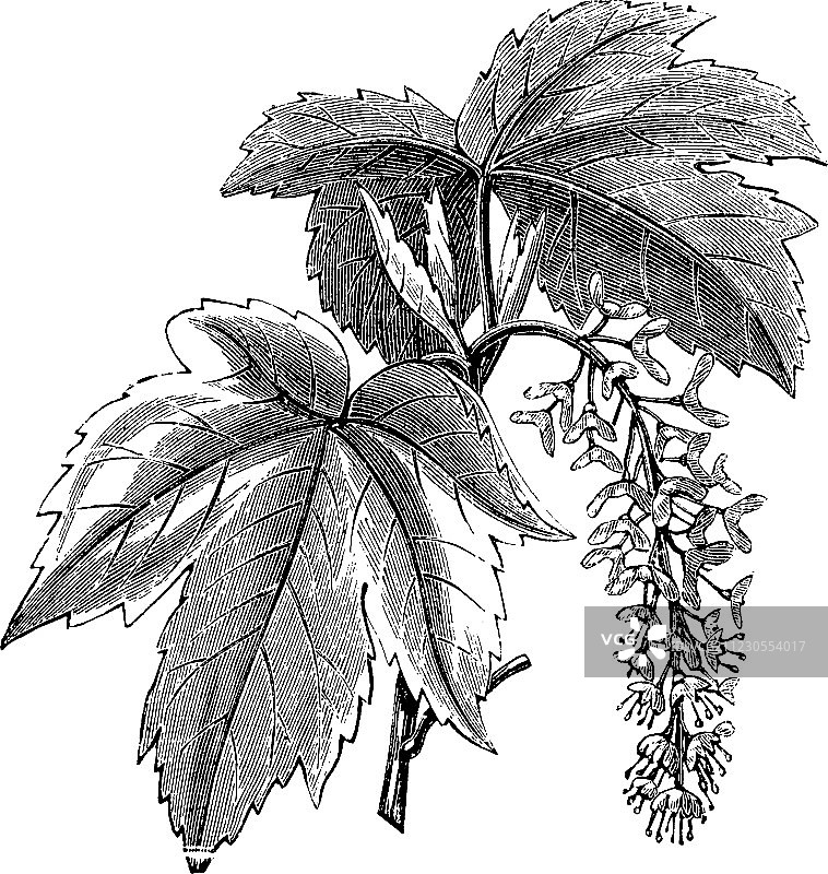 欧洲槭树复古雕刻图片素材