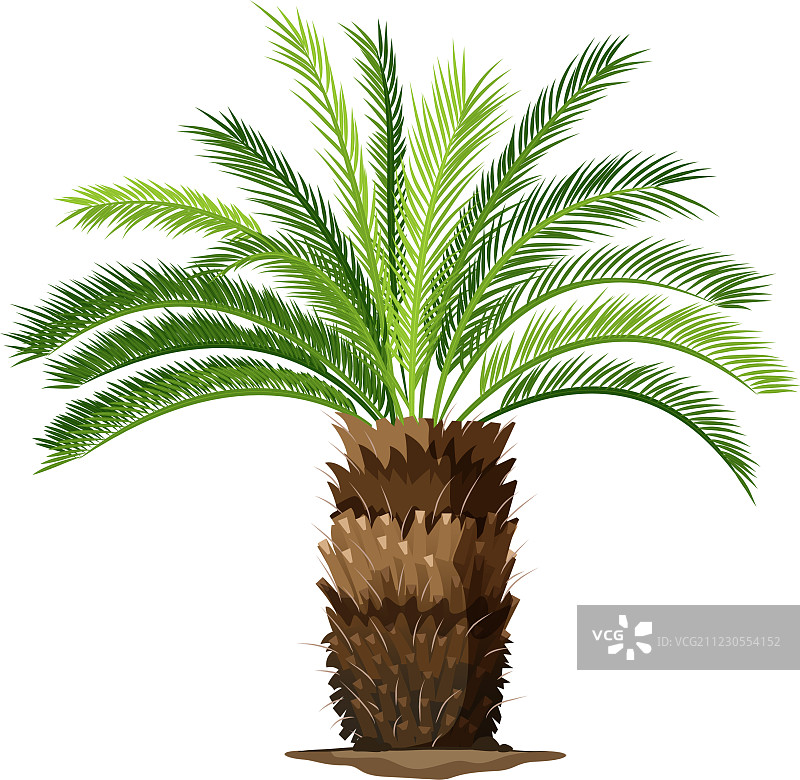 西米棕榈植物的俯视图图片素材