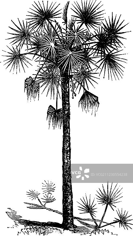 老式卷心菜棕榈雕刻图片素材