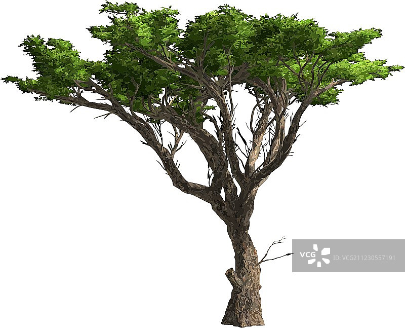 孤立的金合欢树图片素材