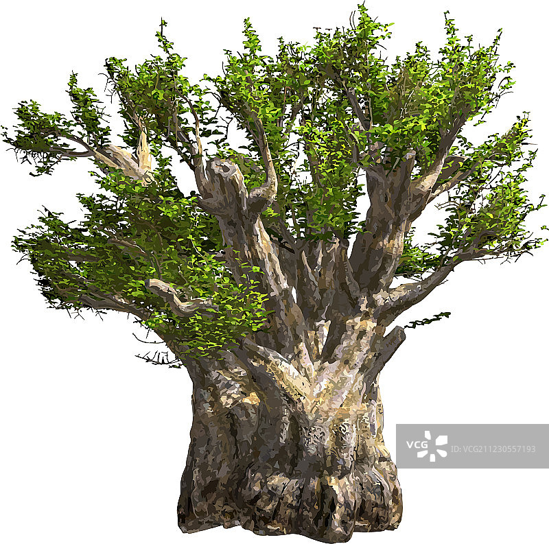 孤立的猴面包树图片素材