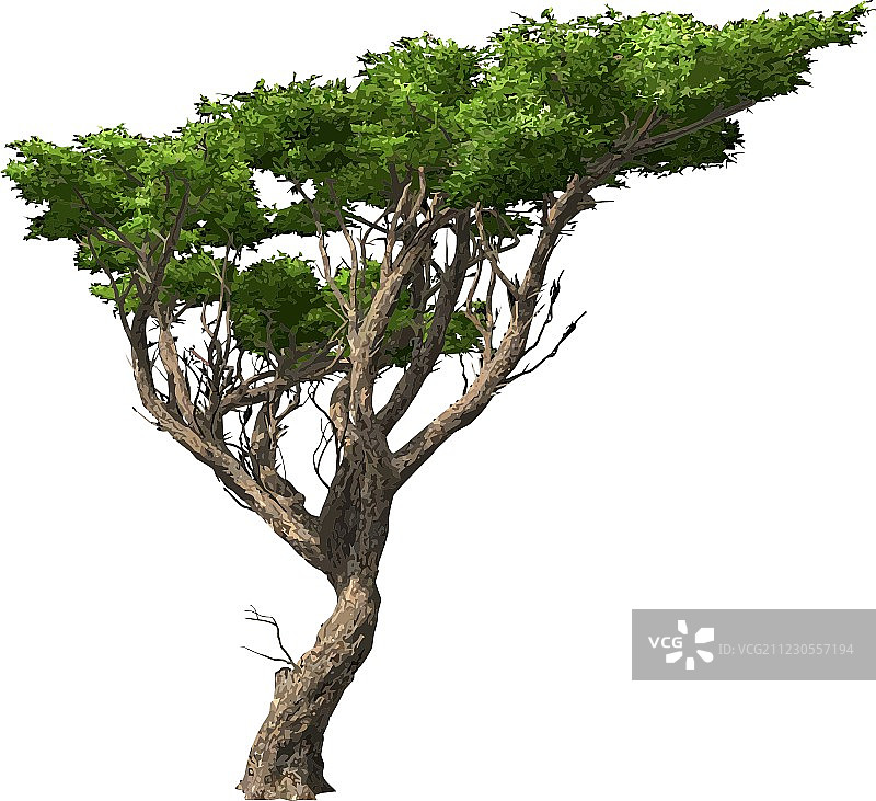 孤立的金合欢树图片素材