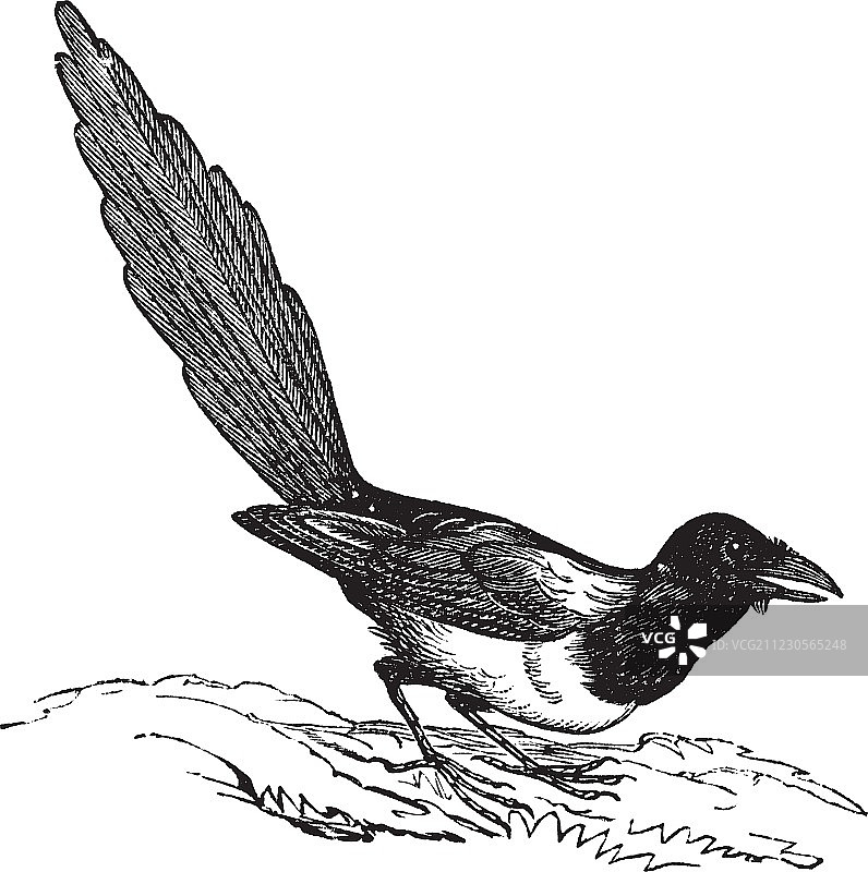 喜鹊复古雕刻图片素材