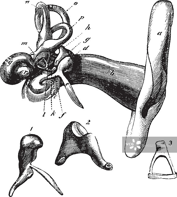 耳朵解剖结构雕刻图片素材