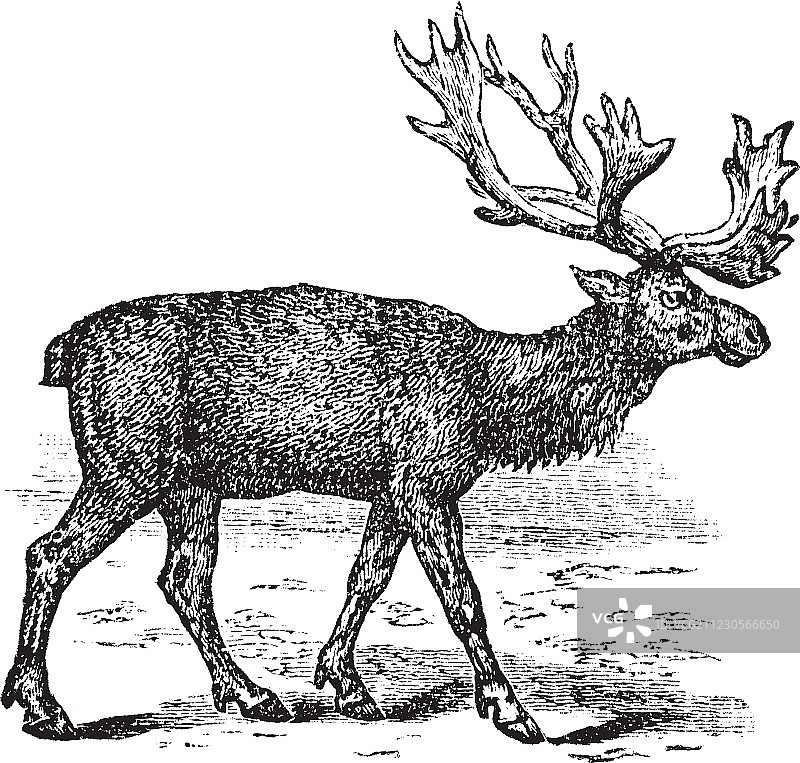 驯鹿复古雕刻图片素材