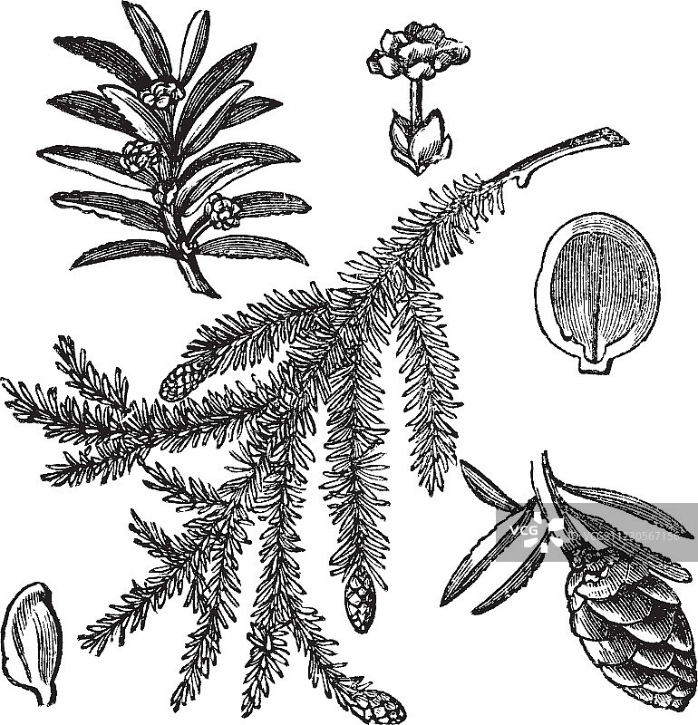 加拿大铁杉复古雕刻图片素材