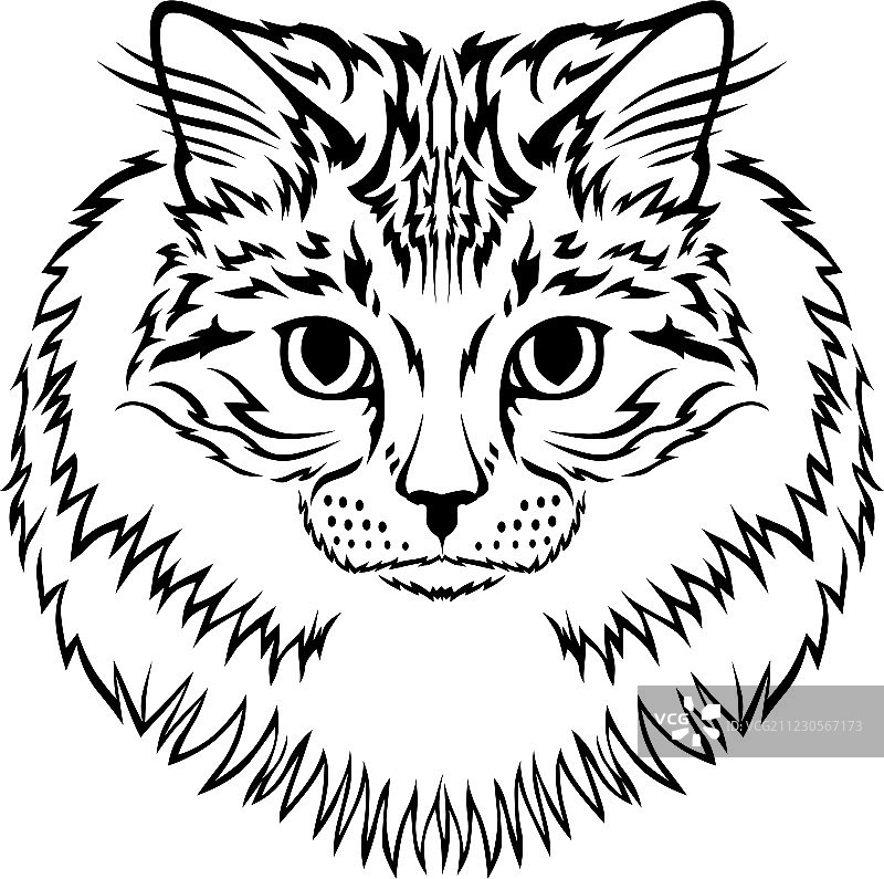 西伯利亚猫图片素材