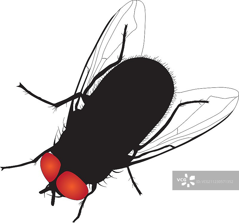 白色背景上的家蝇轮廓图片素材