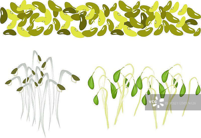 绿豆和豆芽合集图片素材