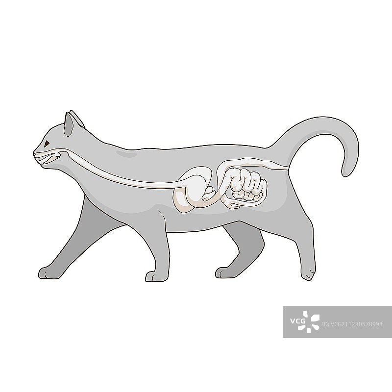猫的消化系统图片素材