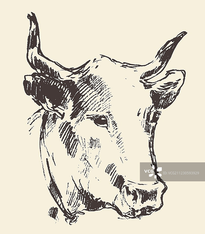 带有铃铛的荷兰乳牛头像素描图片素材