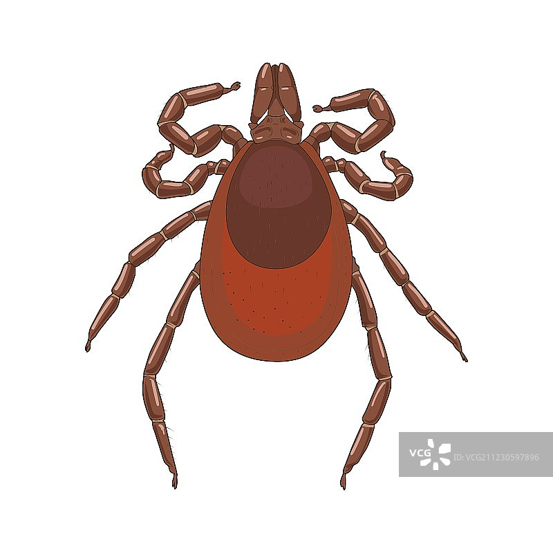 蜱螨虫昆虫图片素材