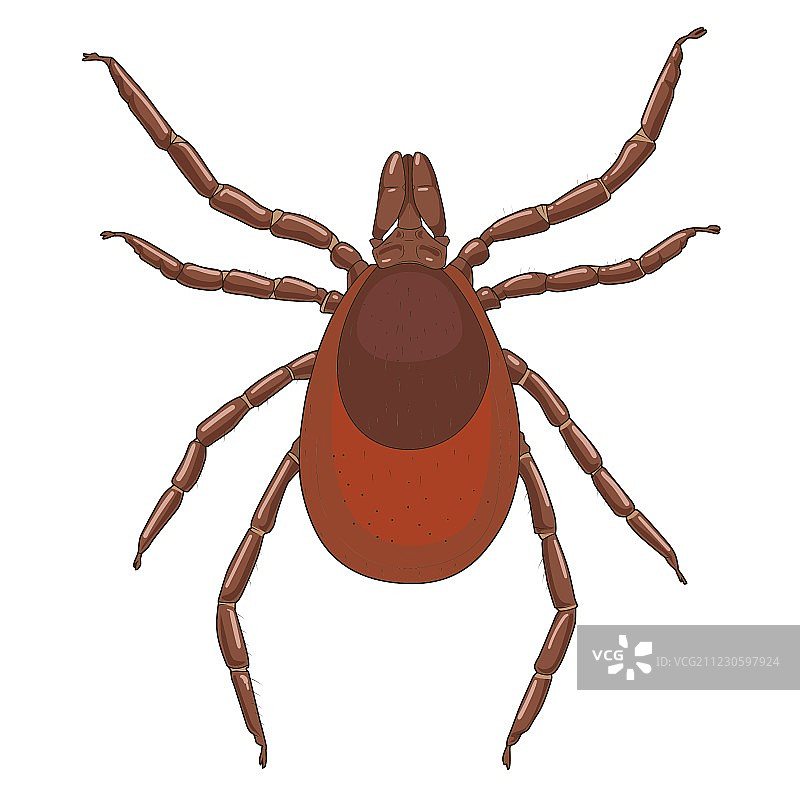 蜱螨虫昆虫图片素材